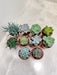 Succulent Harmony Collection in Assorted Indoor Planters