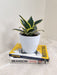 Healthy Environment Snake Plant in White Pot