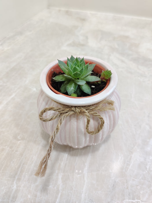 Adaptable succulent, fits any office setting