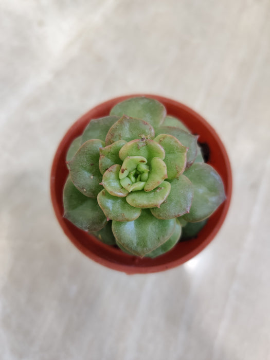 Charming Rolly Succulent in Classic Pot