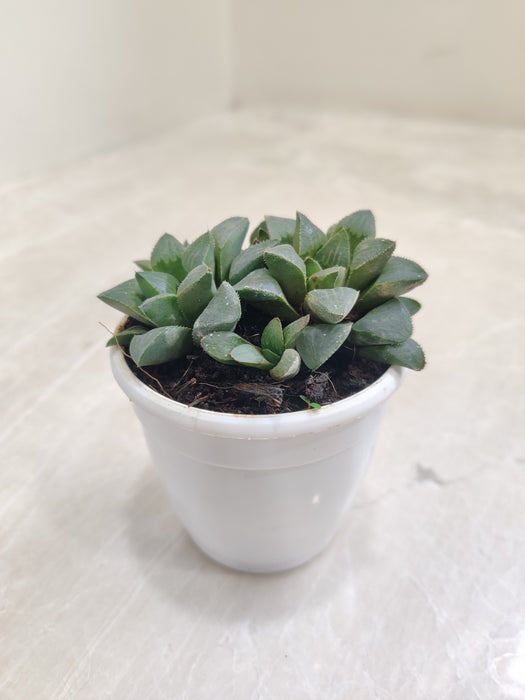 Haworthia-Mutica-Thick-Leaves-Indoor-Succulent