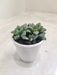 Haworthia-Mutica-Thick-Leaves-Indoor-Succulent