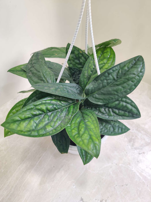 Deep green, textured leaves of Monstera Peru hanging plant