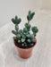 Delosperma Lehmannii Indoor Succulent Plant