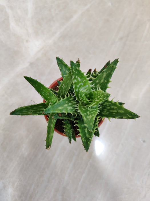 Small Aloe Juvenna Plant in Natural Light Indoor Succulent