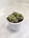 Soft Green Echeveria Succulent Plant