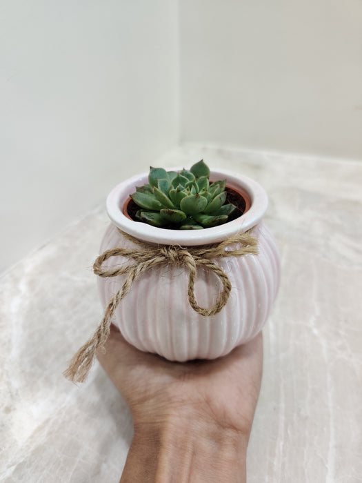 Space-saving succulent in a ceramic pot