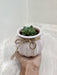 Space-saving succulent in a ceramic pot