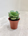 Small Echeveria Green Spoon Succulent Indoor Plant 