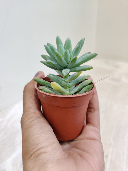 Air Purifying Silver Sedeveria Indoor Plant 