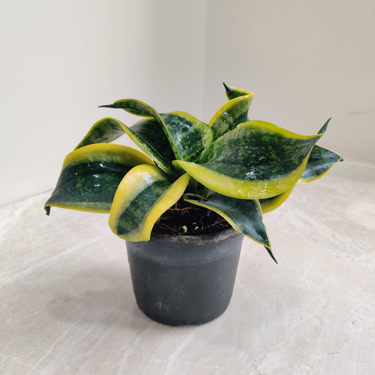 tornado snake plant Buy Tornado Snake Plant Online at Lowest Price – ChhajedGarden.com