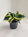 Tornado Sansevieria Indoor Plant in Black Pot