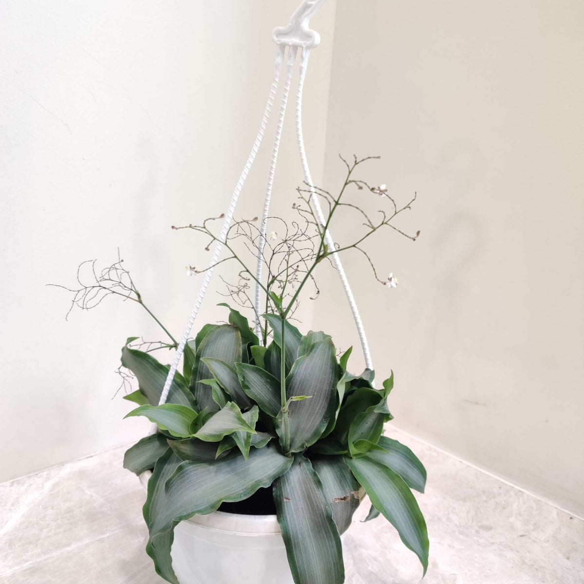 tradescantia hanging plant Tradescantia Silver
