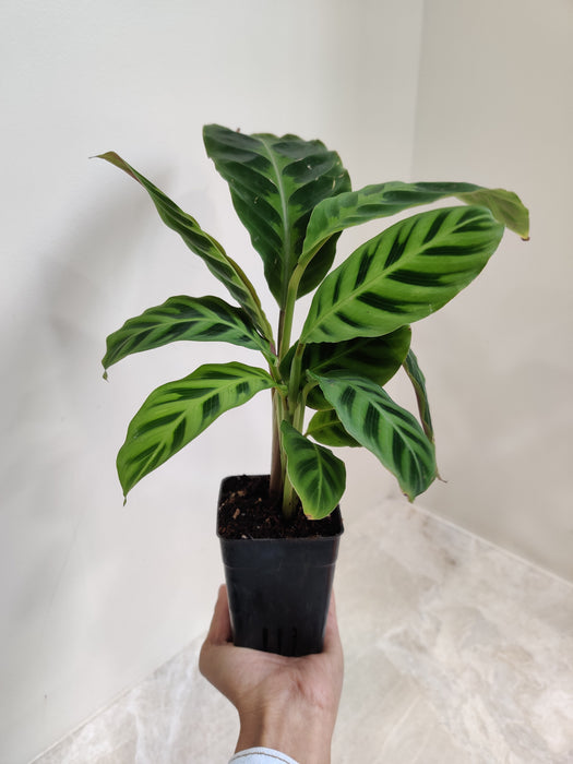 Oxygen-Boosting Indoor Calathea Zebrina Plant