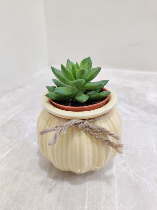 Trendy succulent gift for corporate spaces