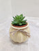 Trendy succulent gift for corporate spaces
