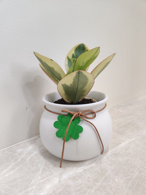 Tricolor Peperomia Clusiifolia plant in white pot for corporate gifting