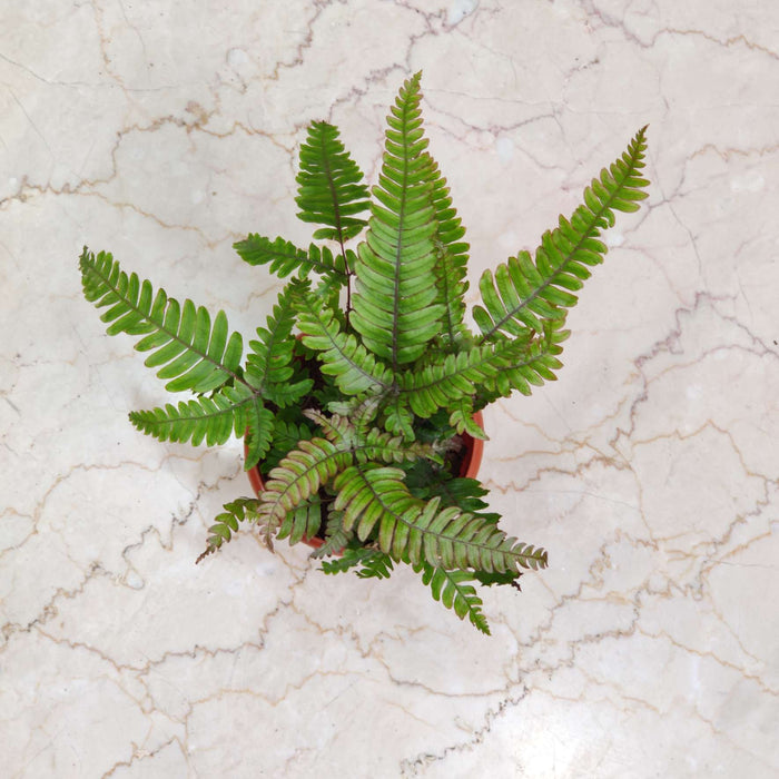 Tricolour Fern In 12 cm pot