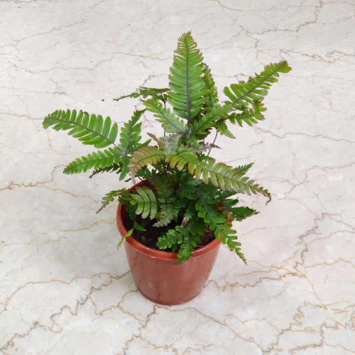 Tricolour Fern In 12 cm pot