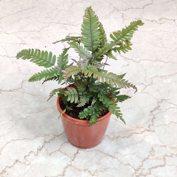 Tricolour Fern In 12 cm pot