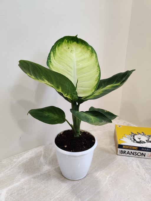 Easy Care Dieffenbachia Plant in Small Pot