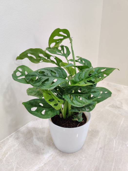 Low-maintenance Monstera with holey leaves for desk placement