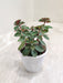 Peperomia-Rubella-Green-Indoor-Succulent