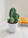 Low water requirement succulent plant