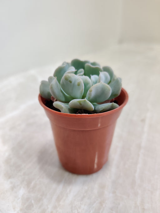 Echeveria Topsy Turvy Twisted Leaves  Indoor Plant