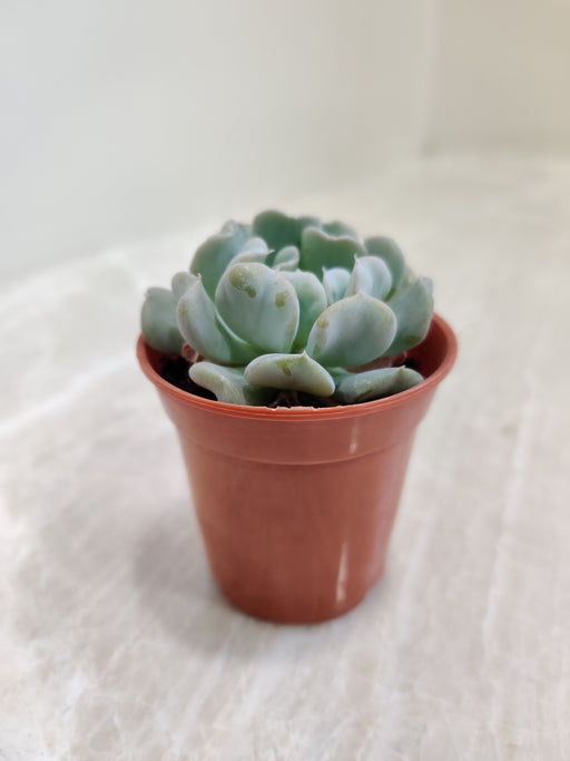twisted succulent Echeveria 'Topsy Turvy'