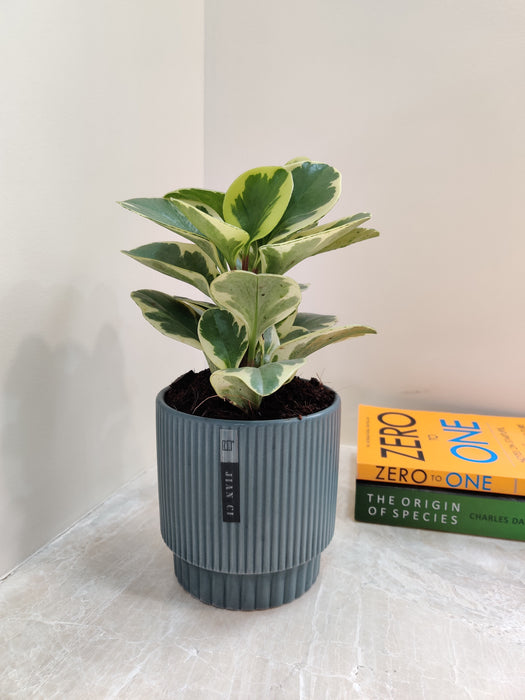 Peperomia plant for corporate gifting collection