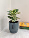 Peperomia plant for corporate gifting collection