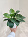 Elegant Philodendron Birkin with White Vein Patterns for Home Decor