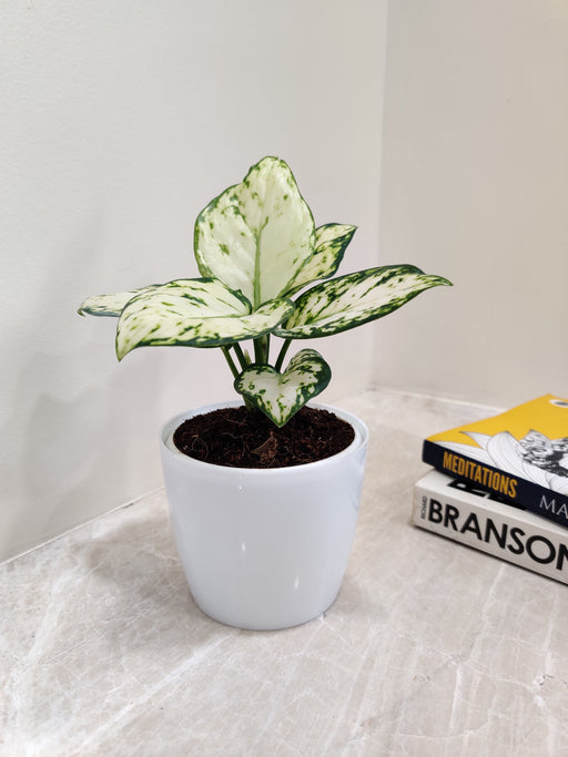 Elegant variegated Aglaonema plant perfect for corporate gifting