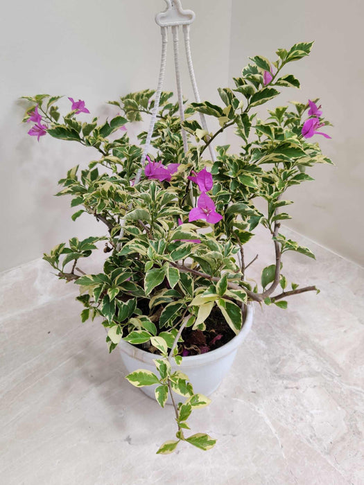 Variegated Bougainvillea with pink flowers in a white hanging pot
