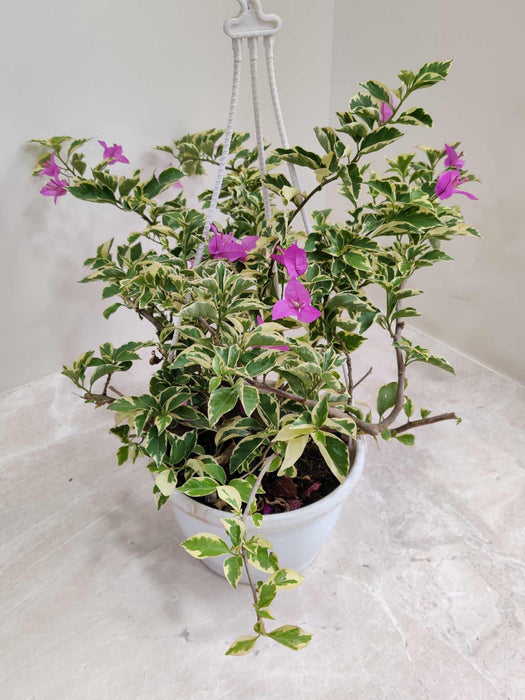 hanging bougainvillea plant Variegated Bougainvillea