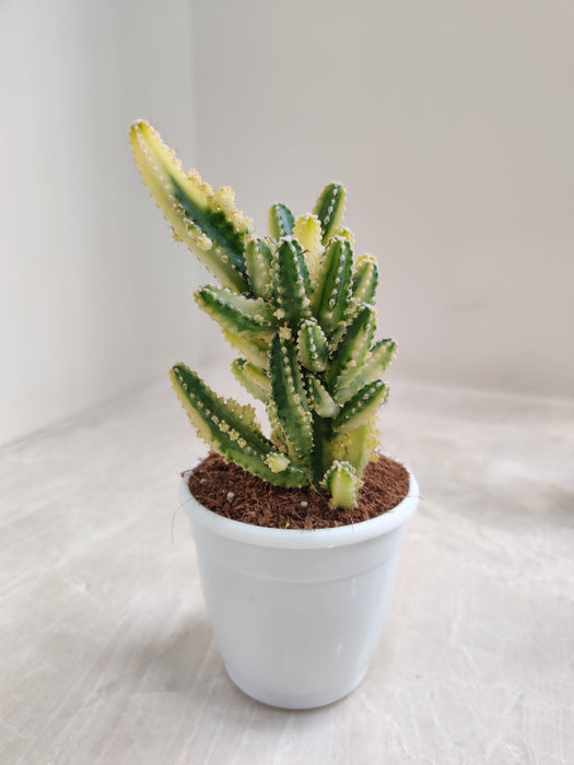 Green and Yellow Variegated Cactus in White Pot