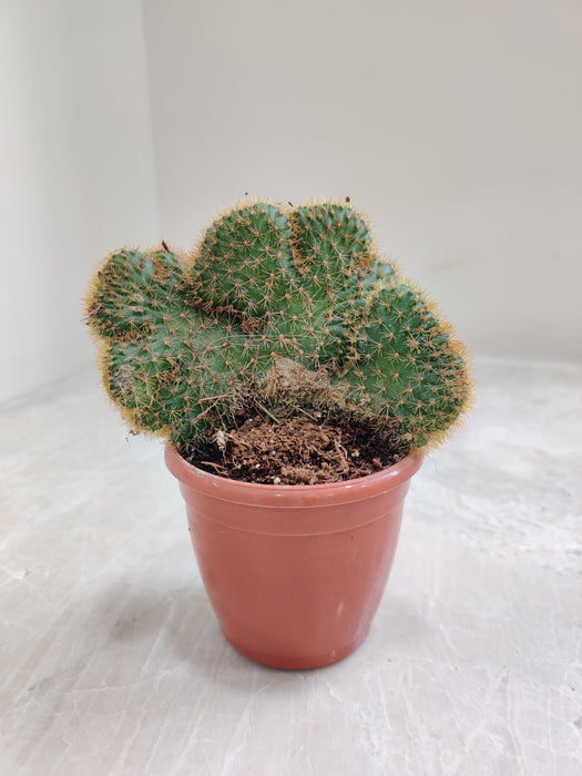 Compact Variegated Cluster Cactus in Terracotta Pot