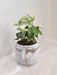 Elegant Variegated English Ivy Corporate Gift
