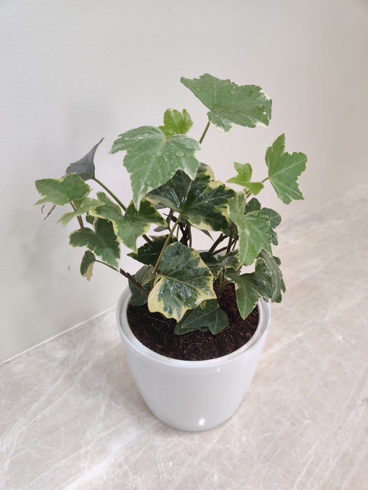 Symbolic Green English Ivy Plant for Business Gifts