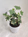 Symbolic Green English Ivy Plant for Business Gifts