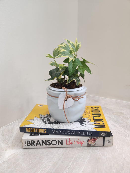 Perfect Ivy for office decoration