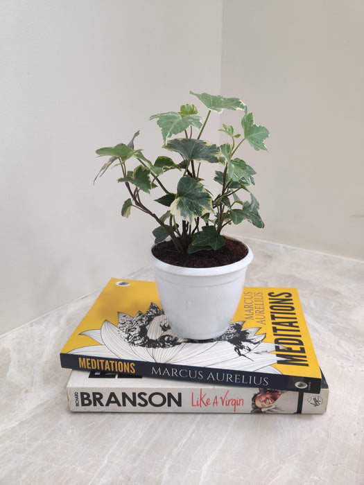 Small-Potted-Variegated-English-Ivy-Tabletop-Plant