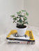Small-Potted-Variegated-English-Ivy-Tabletop-Plant