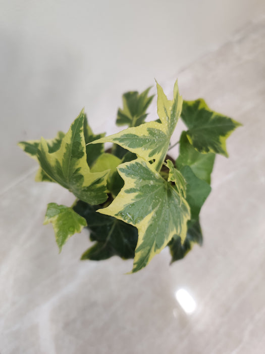 Close-up of Variegated English Ivy leaves