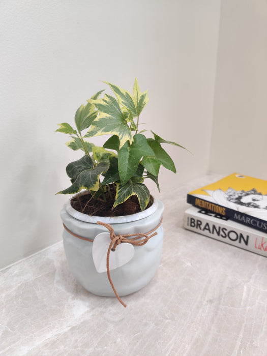 Ideal corporate gifting Variegated Ivy presentation