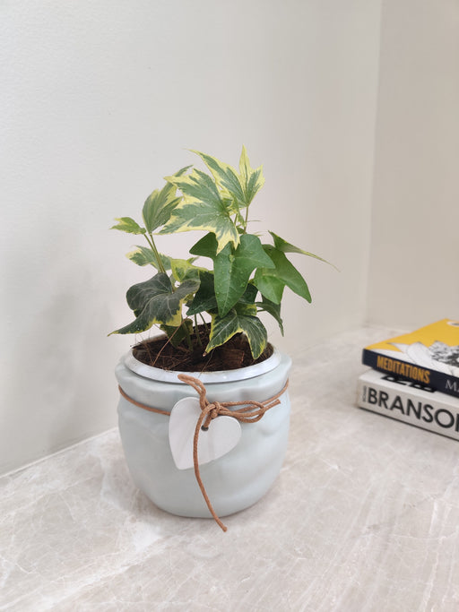 Ivy in decorative pot with heart charm
