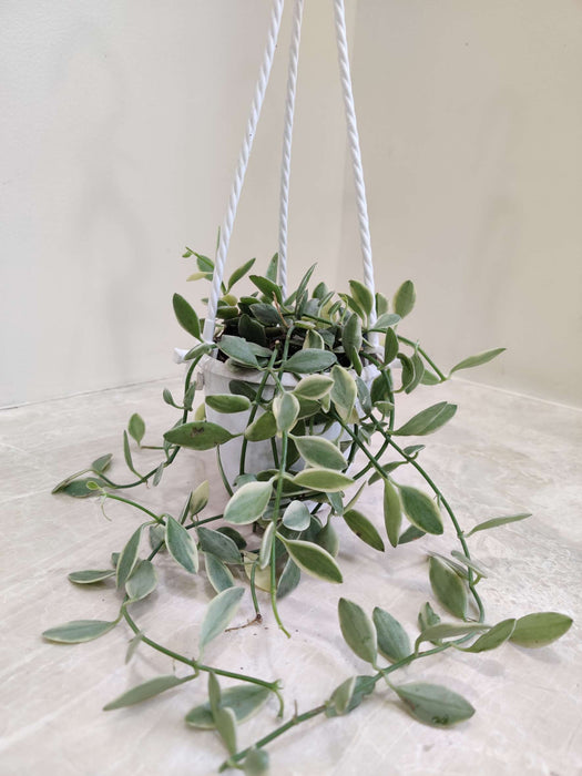 Variegated-Hearts-Hanging-Pot