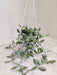 Variegated-Hearts-Hanging-Pot