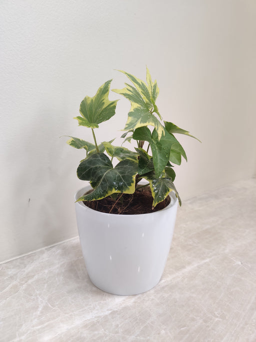 Variegated English Ivy plant in white pot for office